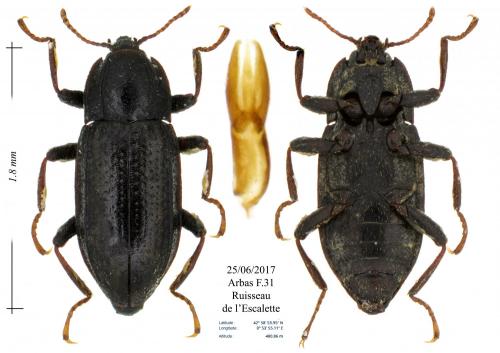 Esolus angustatus